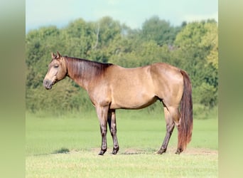 American Quarter Horse, Wallach, 7 Jahre, 155 cm, Buckskin