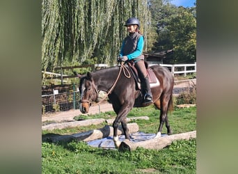 American Quarter Horse, Wallach, 7 Jahre, 155 cm, Dunkelbrauner