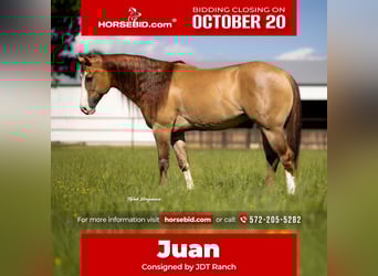 American Quarter Horse, Wallach, 7 Jahre, 155 cm, Falbe