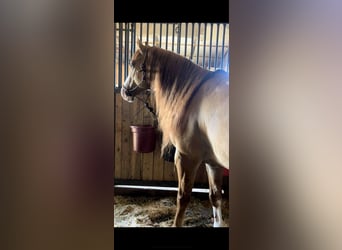 American Quarter Horse, Wallach, 7 Jahre, 155 cm, Falbe