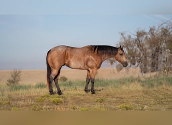 American Quarter Horse, Wallach, 7 Jahre, 155 cm, Falbe