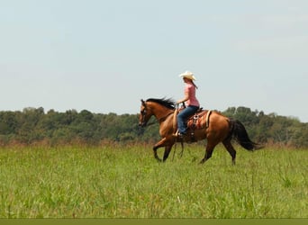 American Quarter Horse, Wallach, 7 Jahre, 155 cm, Falbe