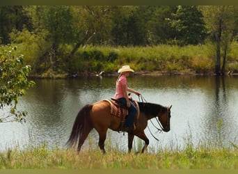 American Quarter Horse, Wallach, 7 Jahre, 155 cm, Falbe