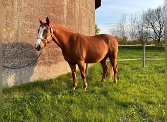 American Quarter Horse, Wallach, 7 Jahre, 155 cm, Fuchs
