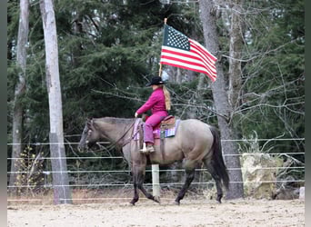American Quarter Horse, Wallach, 7 Jahre, 155 cm, Grullo