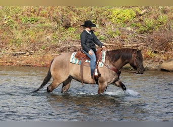 American Quarter Horse, Wallach, 7 Jahre, 155 cm, Grullo