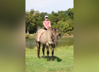 American Quarter Horse, Wallach, 7 Jahre, 155 cm, Grullo