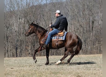 American Quarter Horse, Wallach, 7 Jahre, 155 cm, Grullo