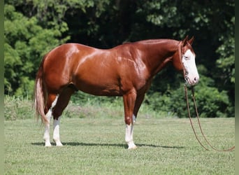 American Quarter Horse, Wallach, 7 Jahre, 155 cm, Overo-alle-Farben