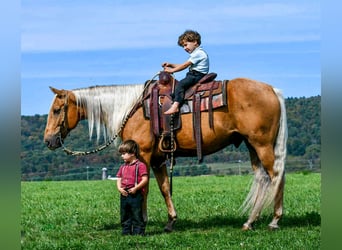 American Quarter Horse, Wallach, 7 Jahre, 155 cm, Palomino