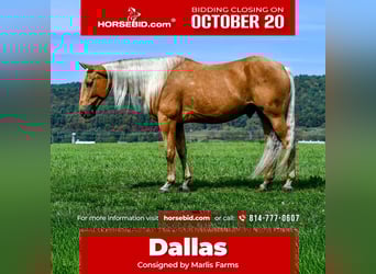 American Quarter Horse, Wallach, 7 Jahre, 155 cm, Palomino