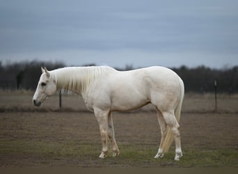 American Quarter Horse, Wallach, 7 Jahre, 155 cm, Palomino