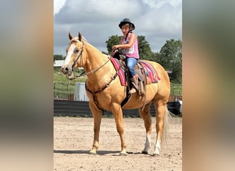 American Quarter Horse, Wallach, 7 Jahre, 155 cm, Palomino