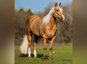 American Quarter Horse, Wallach, 7 Jahre, 155 cm, Palomino