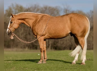 American Quarter Horse, Wallach, 7 Jahre, 155 cm, Palomino