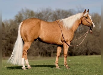 American Quarter Horse, Wallach, 7 Jahre, 155 cm, Palomino