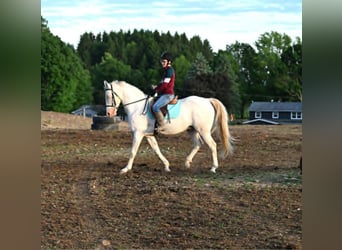 American Quarter Horse, Wallach, 7 Jahre, 155 cm, Perlino