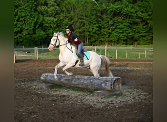 American Quarter Horse, Wallach, 7 Jahre, 155 cm, Perlino