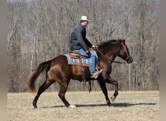 American Quarter Horse, Wallach, 7 Jahre, 155 cm, Rappe