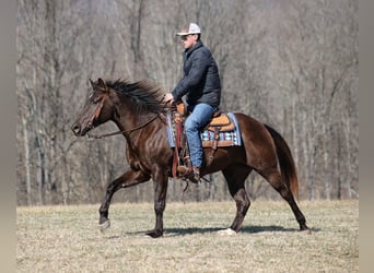 American Quarter Horse, Wallach, 7 Jahre, 155 cm, Rappe