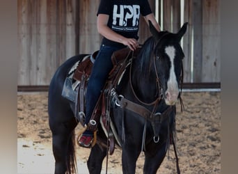 American Quarter Horse, Wallach, 7 Jahre, 155 cm, Rappe