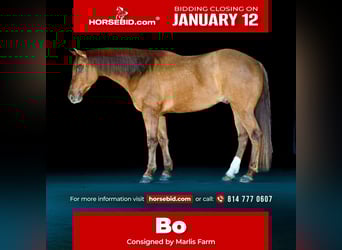 American Quarter Horse, Wallach, 7 Jahre, 155 cm, Red Dun