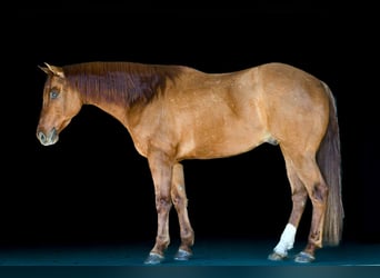 American Quarter Horse, Wallach, 7 Jahre, 155 cm, Red Dun