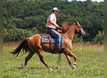 American Quarter Horse, Wallach, 7 Jahre, 155 cm, Red Dun