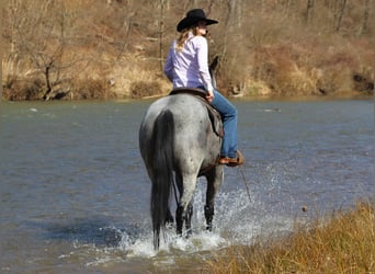 American Quarter Horse, Wallach, 7 Jahre, 155 cm, Roan-Blue