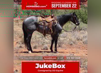 American Quarter Horse, Wallach, 7 Jahre, 155 cm, Roan-Blue