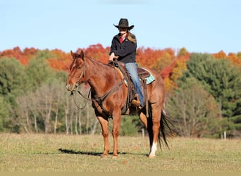 American Quarter Horse, Wallach, 7 Jahre, 155 cm, Roan-Red