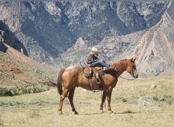 American Quarter Horse, Wallach, 7 Jahre, 155 cm, Roan-Red