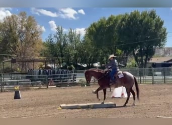 American Quarter Horse, Wallach, 7 Jahre, 155 cm, Roan-Red