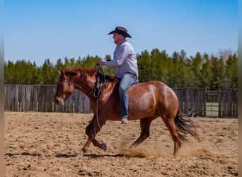 American Quarter Horse, Wallach, 7 Jahre, 155 cm, Roan-Red