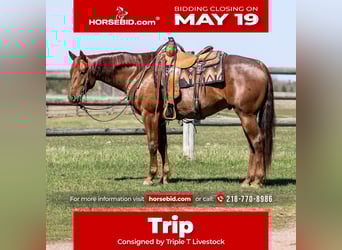 American Quarter Horse, Wallach, 7 Jahre, 155 cm, Roan-Red