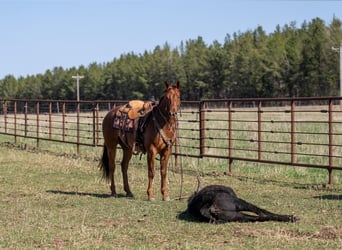 American Quarter Horse, Wallach, 7 Jahre, 155 cm, Roan-Red