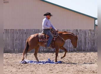 American Quarter Horse, Wallach, 7 Jahre, 155 cm, Roan-Red