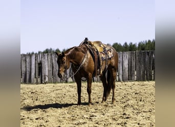 American Quarter Horse, Wallach, 7 Jahre, 155 cm, Roan-Red