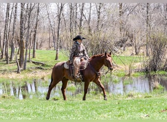 American Quarter Horse, Wallach, 7 Jahre, 155 cm, Roan-Red