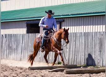 American Quarter Horse, Wallach, 7 Jahre, 155 cm, Roan-Red