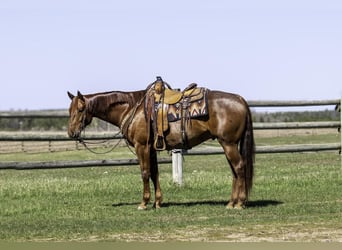 American Quarter Horse, Wallach, 7 Jahre, 155 cm, Roan-Red