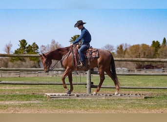 American Quarter Horse, Wallach, 7 Jahre, 155 cm, Roan-Red