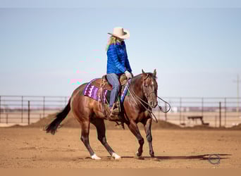 American Quarter Horse, Wallach, 7 Jahre, 155 cm, Rotbrauner
