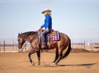 American Quarter Horse, Wallach, 7 Jahre, 155 cm, Rotbrauner
