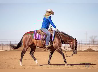 American Quarter Horse, Wallach, 7 Jahre, 155 cm, Rotbrauner