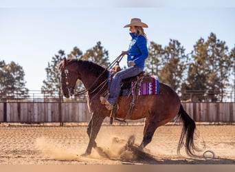 American Quarter Horse, Wallach, 7 Jahre, 155 cm, Rotbrauner