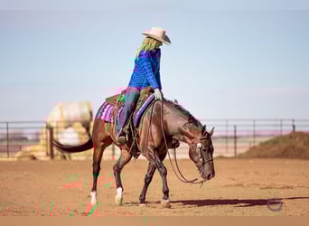 American Quarter Horse, Wallach, 7 Jahre, 155 cm, Rotbrauner