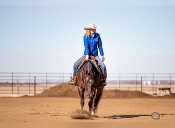 American Quarter Horse, Wallach, 7 Jahre, 155 cm, Rotbrauner