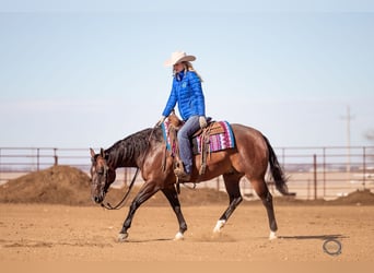 American Quarter Horse, Wallach, 7 Jahre, 155 cm, Rotbrauner