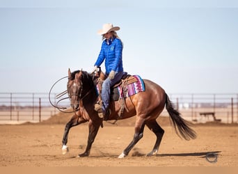 American Quarter Horse, Wallach, 7 Jahre, 155 cm, Rotbrauner
